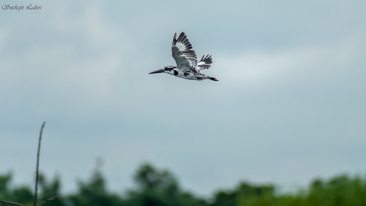 Pied Kingfisher - ML647410909