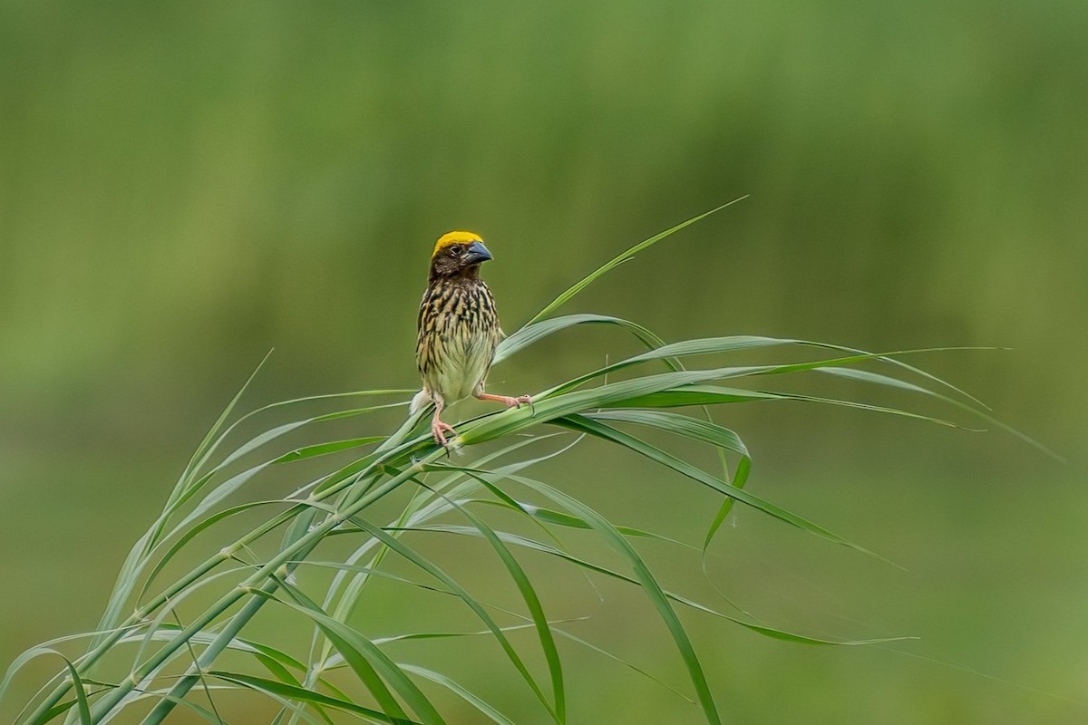 Txori ehule marraduna - ML647410916