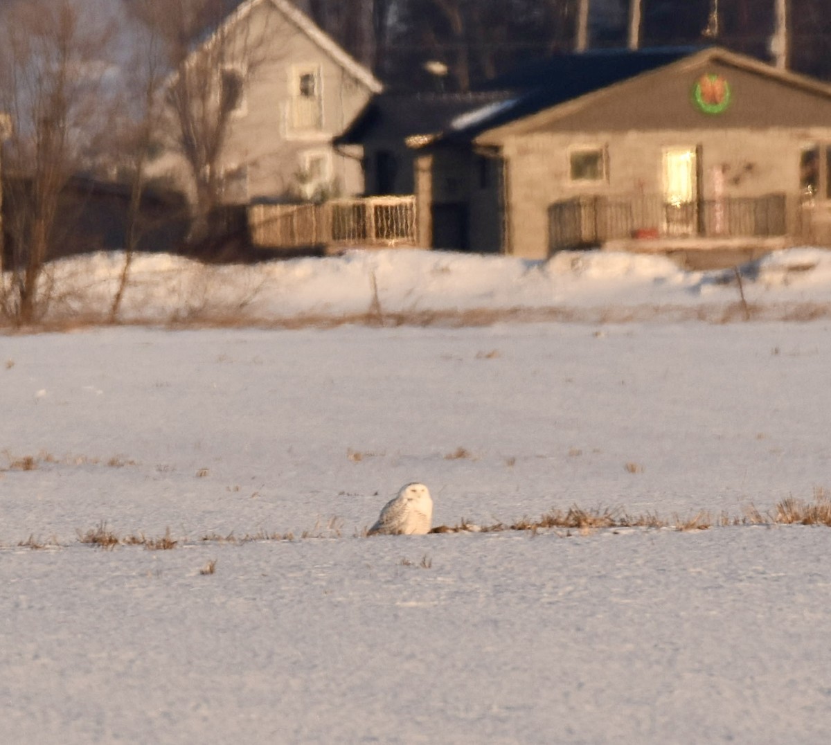 Snowy Owl - ML647410922