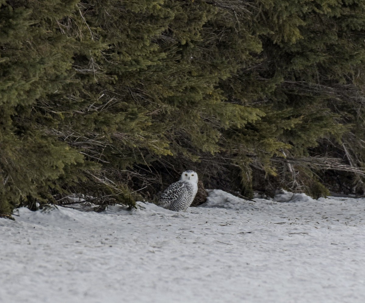 Snowy Owl - ML647410924