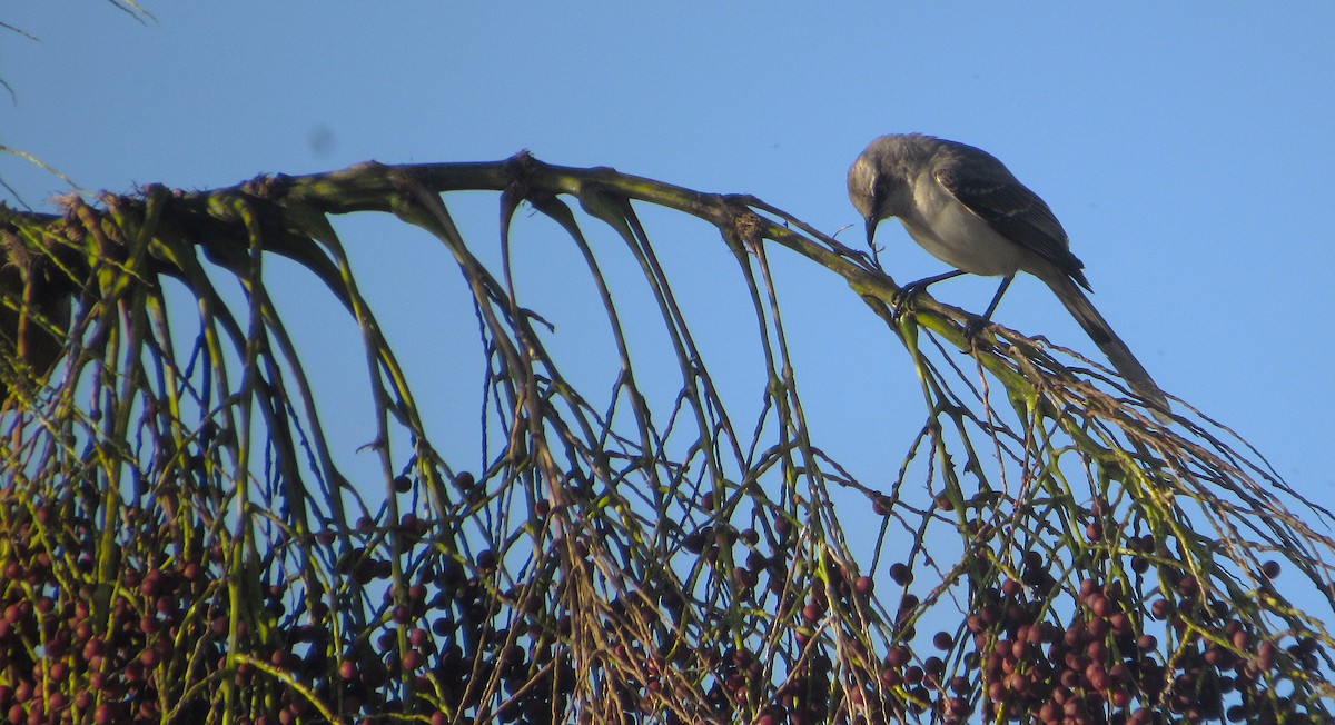 Tropikal Taklitçi - ML647410925