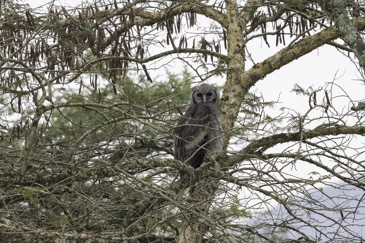 Verreaux's Eagle-Owl - ML647410929