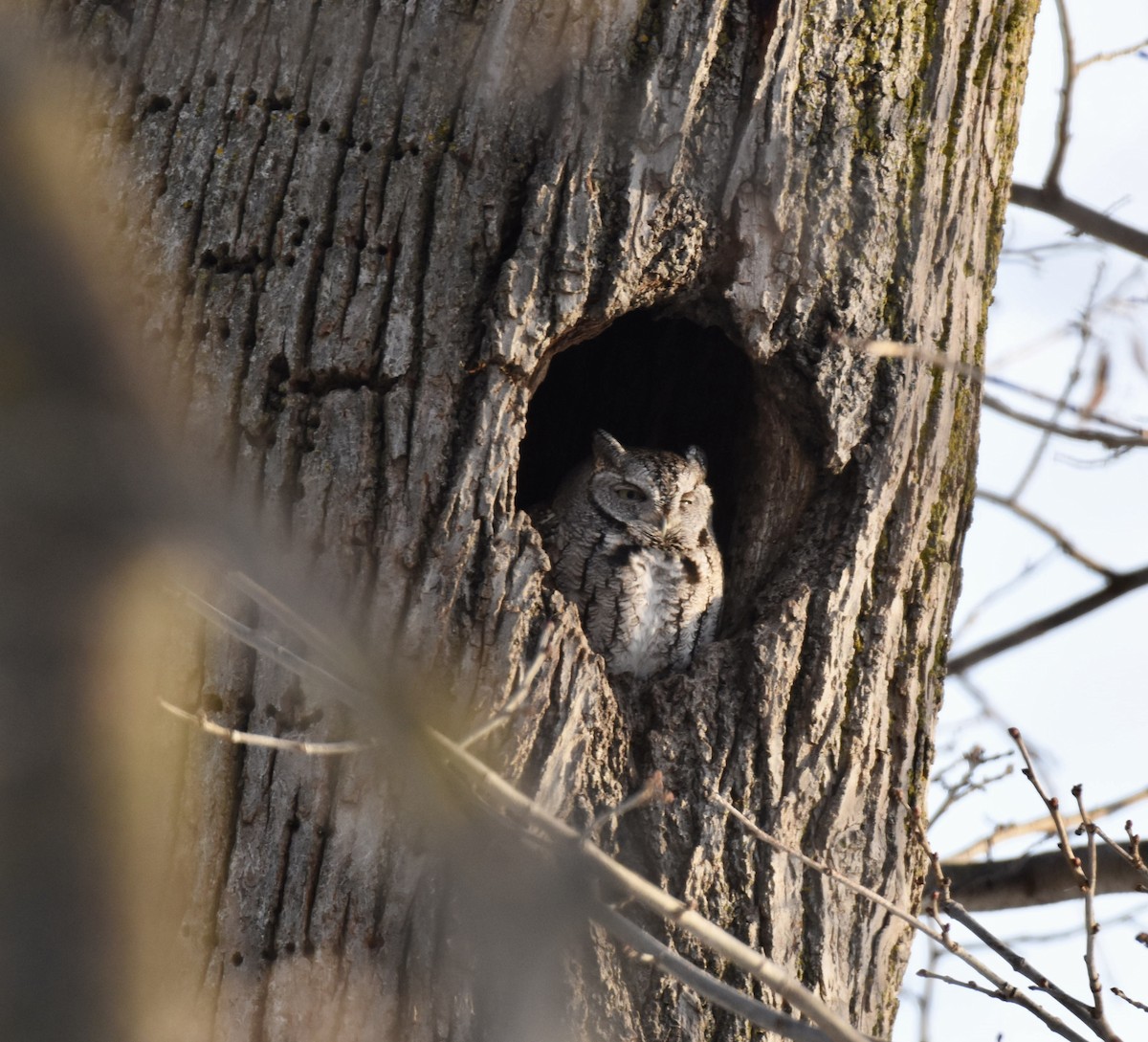 Eastern Screech-Owl - ML647410934
