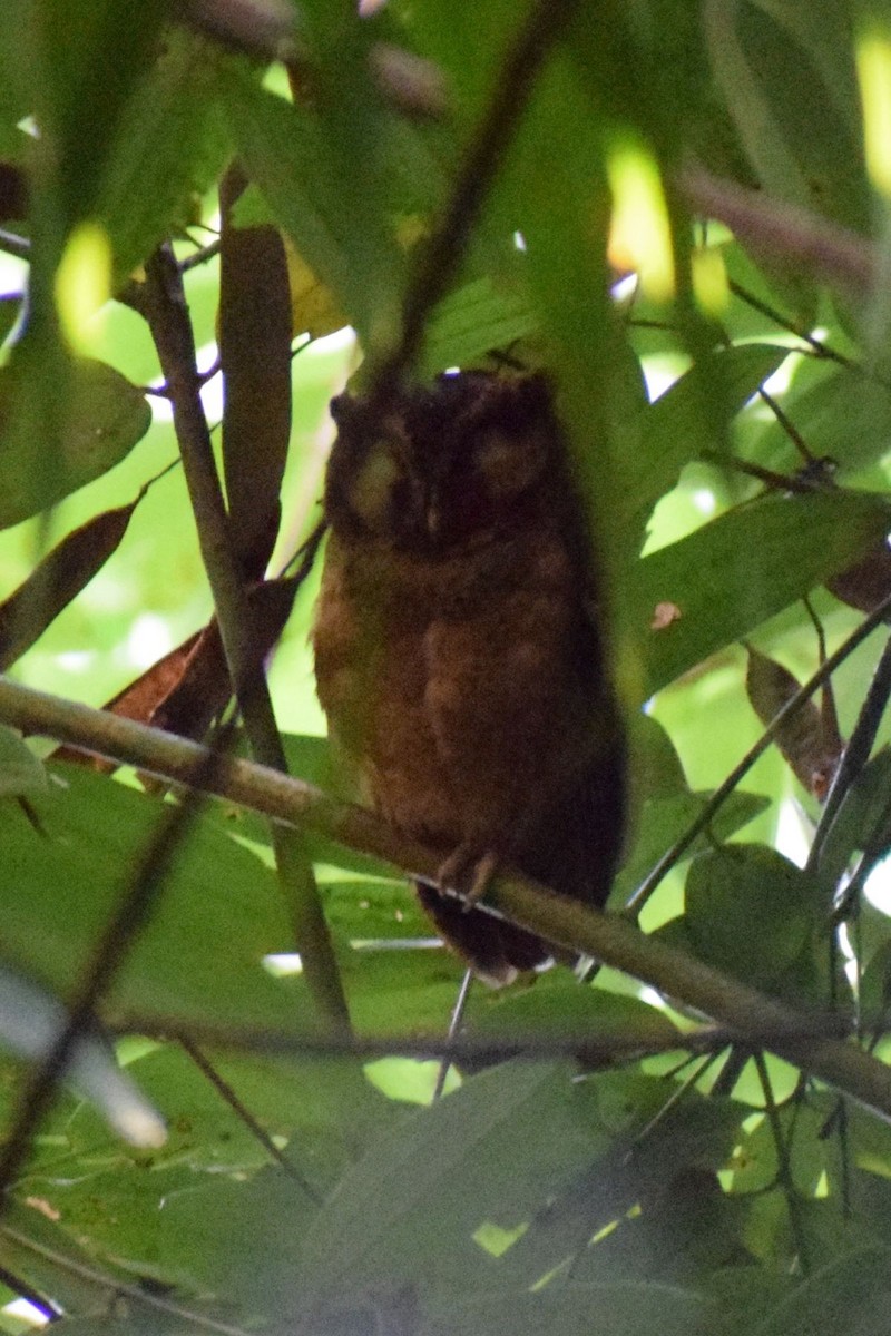 Ожереловая совка - ML647410938