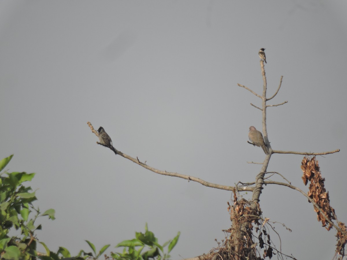 bramborníček sibiřský - ML647410942