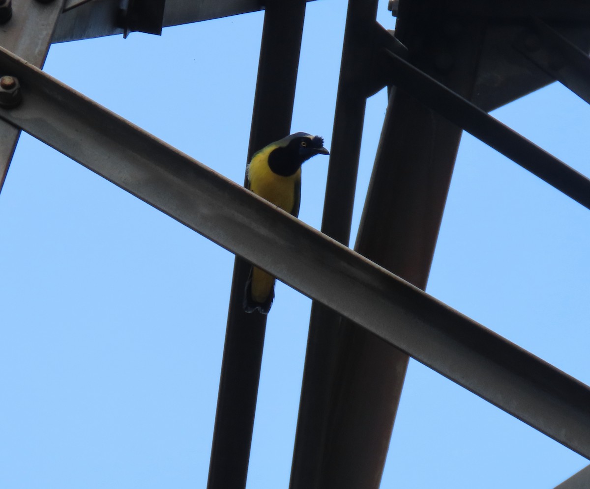 Inkablaurabe - ML647410944