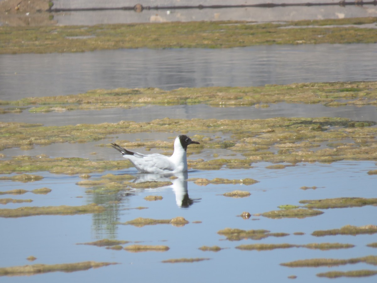 racek andský - ML647410945