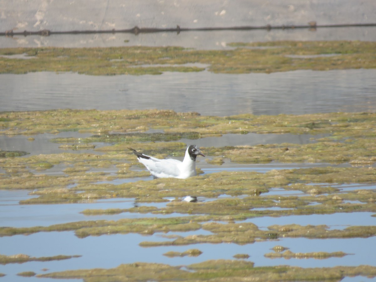 racek andský - ML647410948