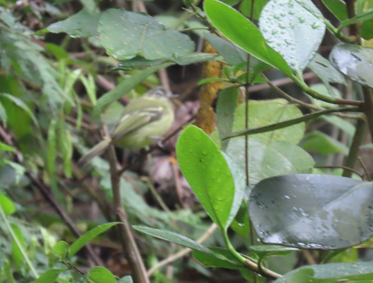 Yellow-olive Flatbill - ML647410952