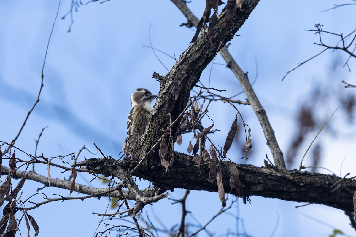 Japanese Pygmy Woodpecker - ML647410965