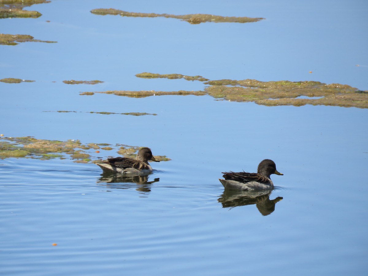 čírka kropenatá - ML647410966