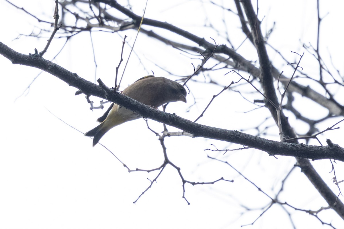 金翅雀(sinica群) - ML647410967