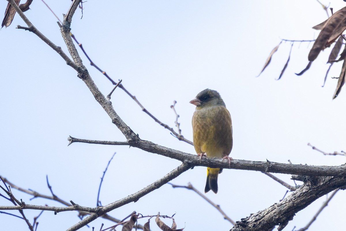 金翅雀(sinica群) - ML647410968