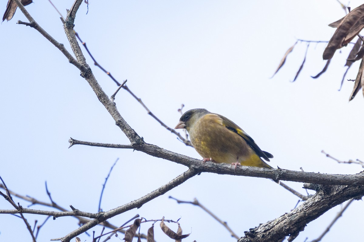 金翅雀(sinica群) - ML647410969