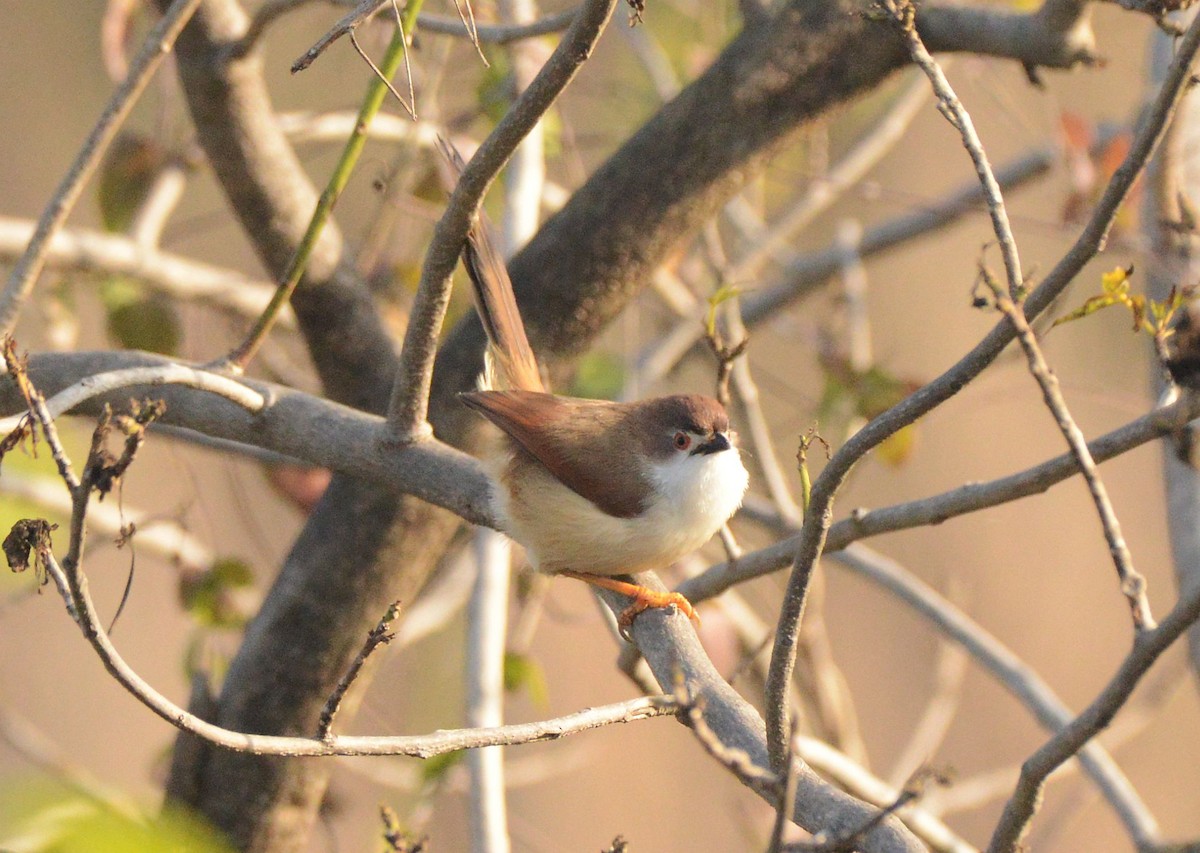 Yellow-eyed Babbler - ML647410970