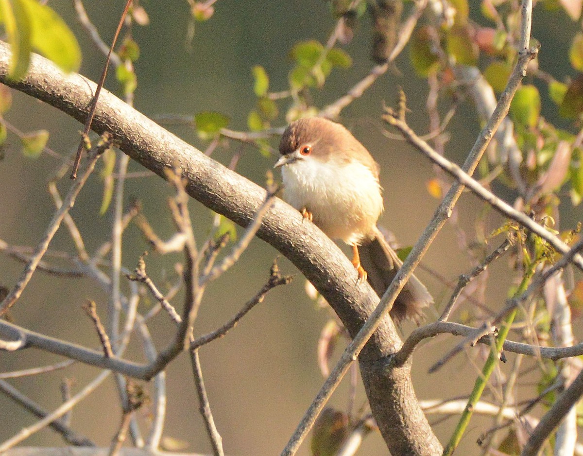 Yellow-eyed Babbler - ML647410971