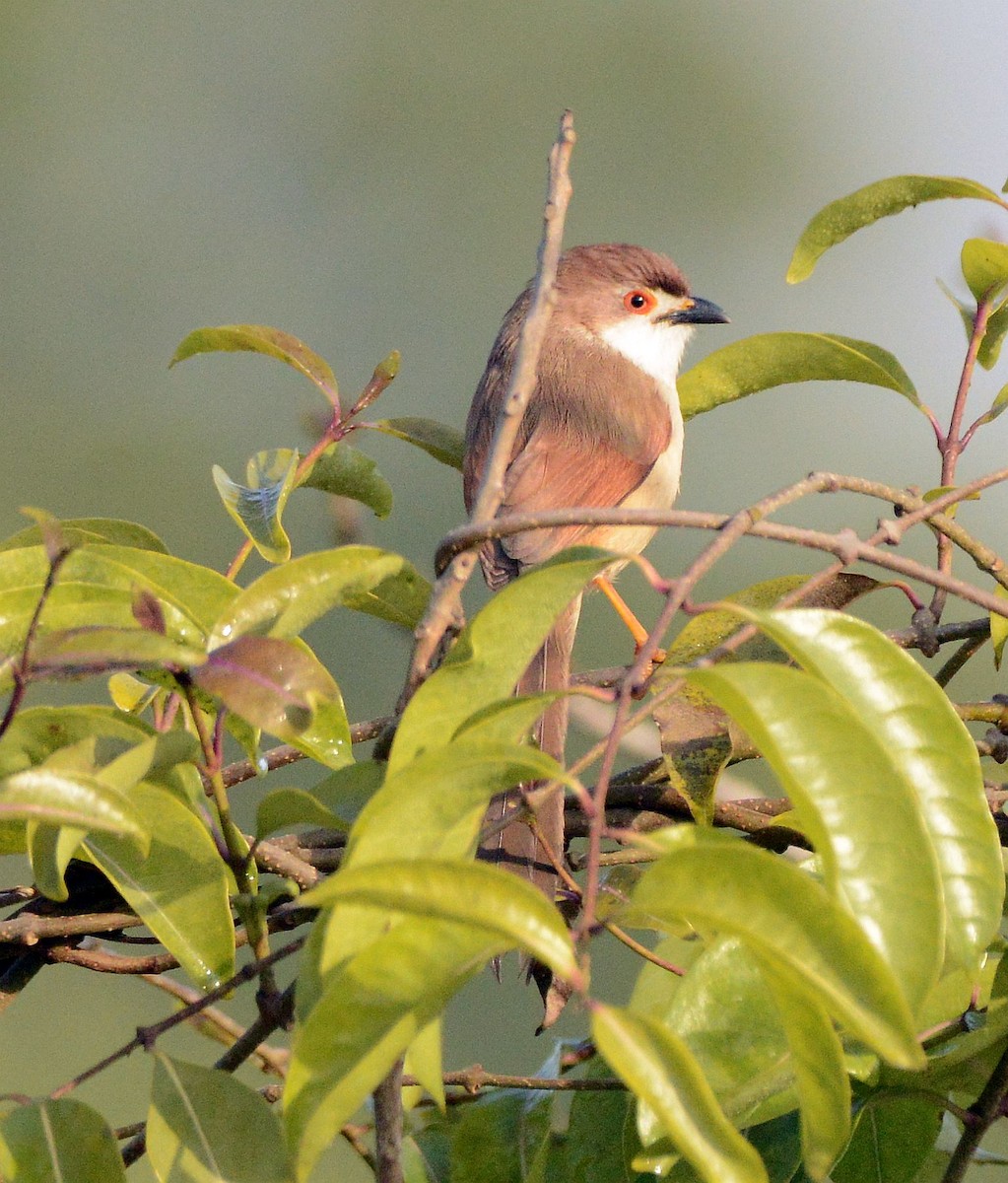 Yellow-eyed Babbler - ML647410972