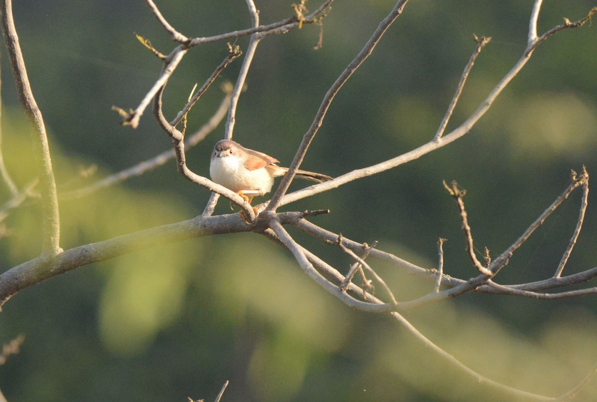 Yellow-eyed Babbler - ML647410973