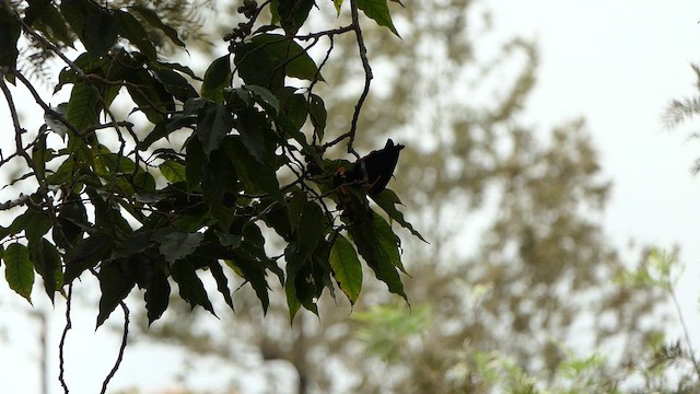 Индийская майна - ML647410976