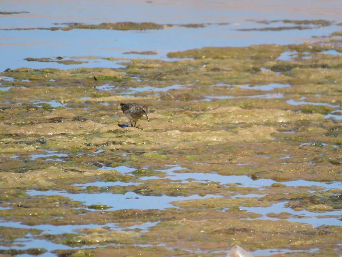 jespák skvrnitý - ML647410978