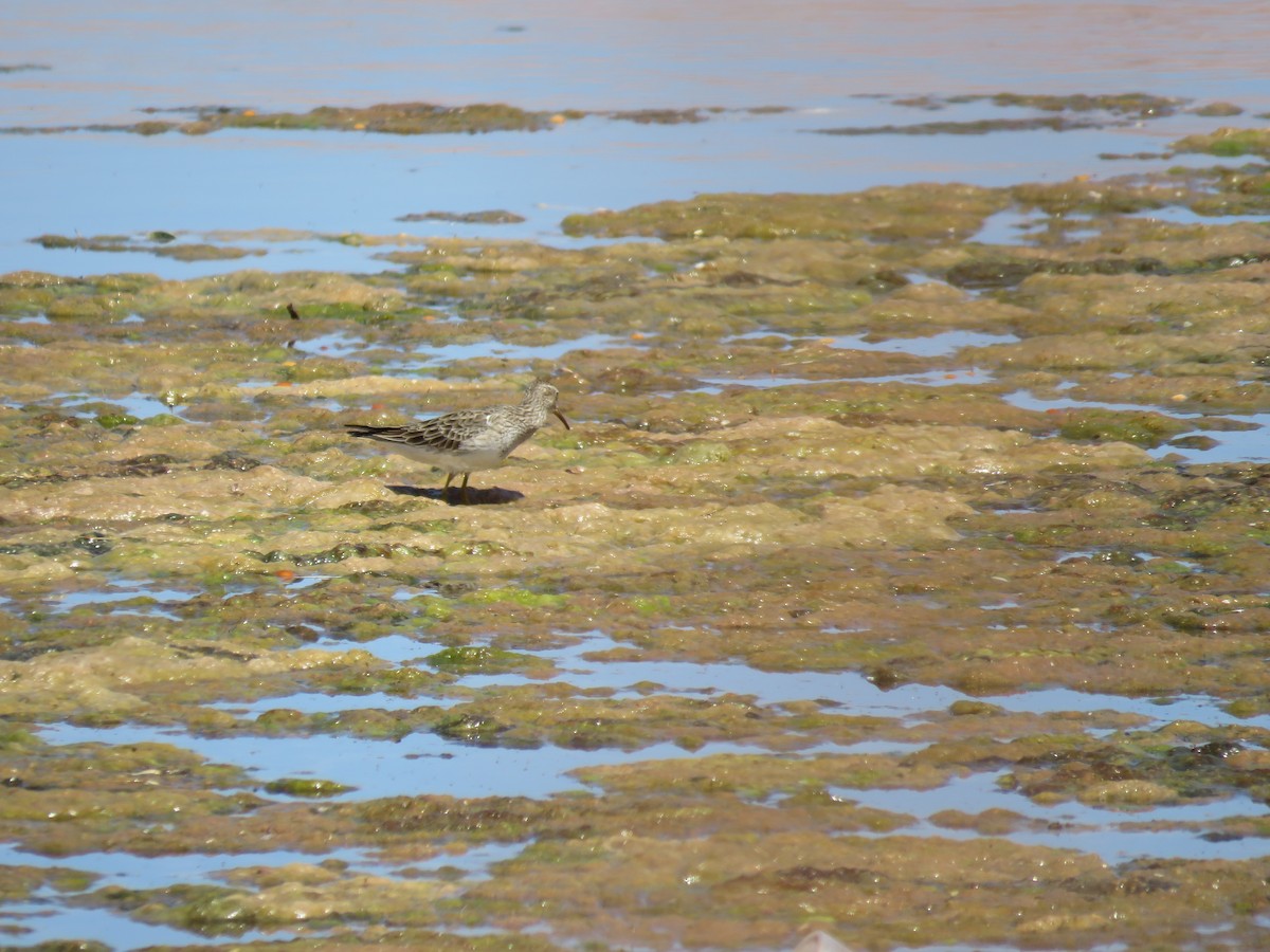 jespák skvrnitý - ML647410980