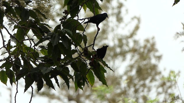 Индийская майна - ML647410987