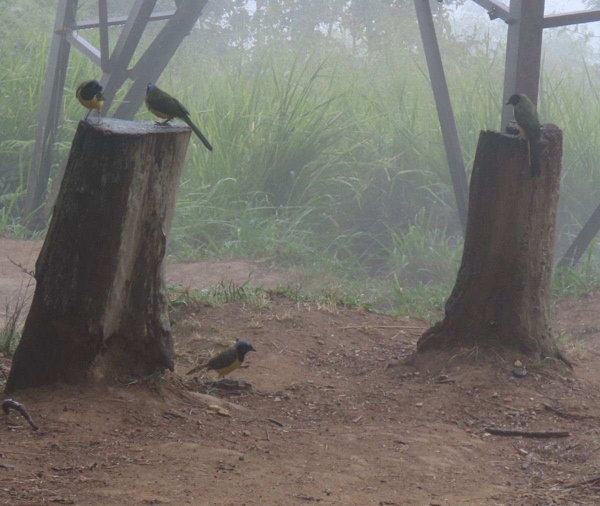 Inkablaurabe - ML647410990