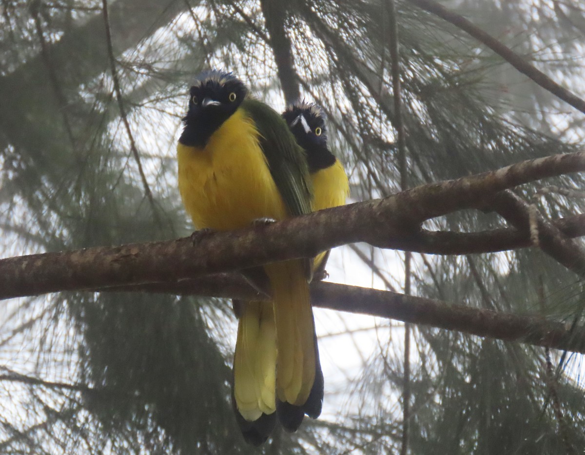 Inkablaurabe - ML647410991