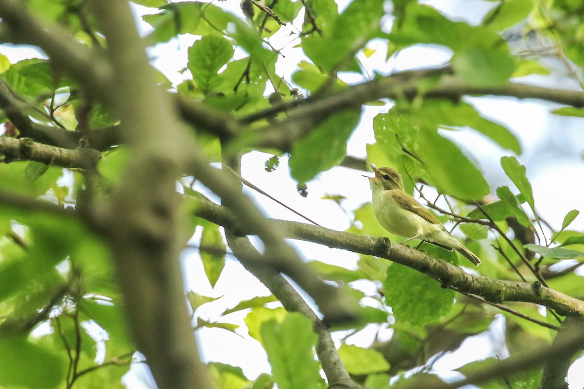 budníček zelený - ML647410994