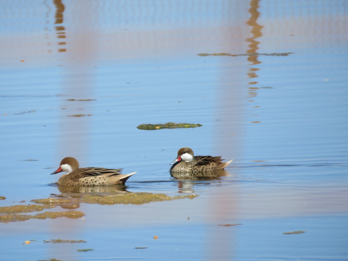 ostralka bělolící - ML647410998