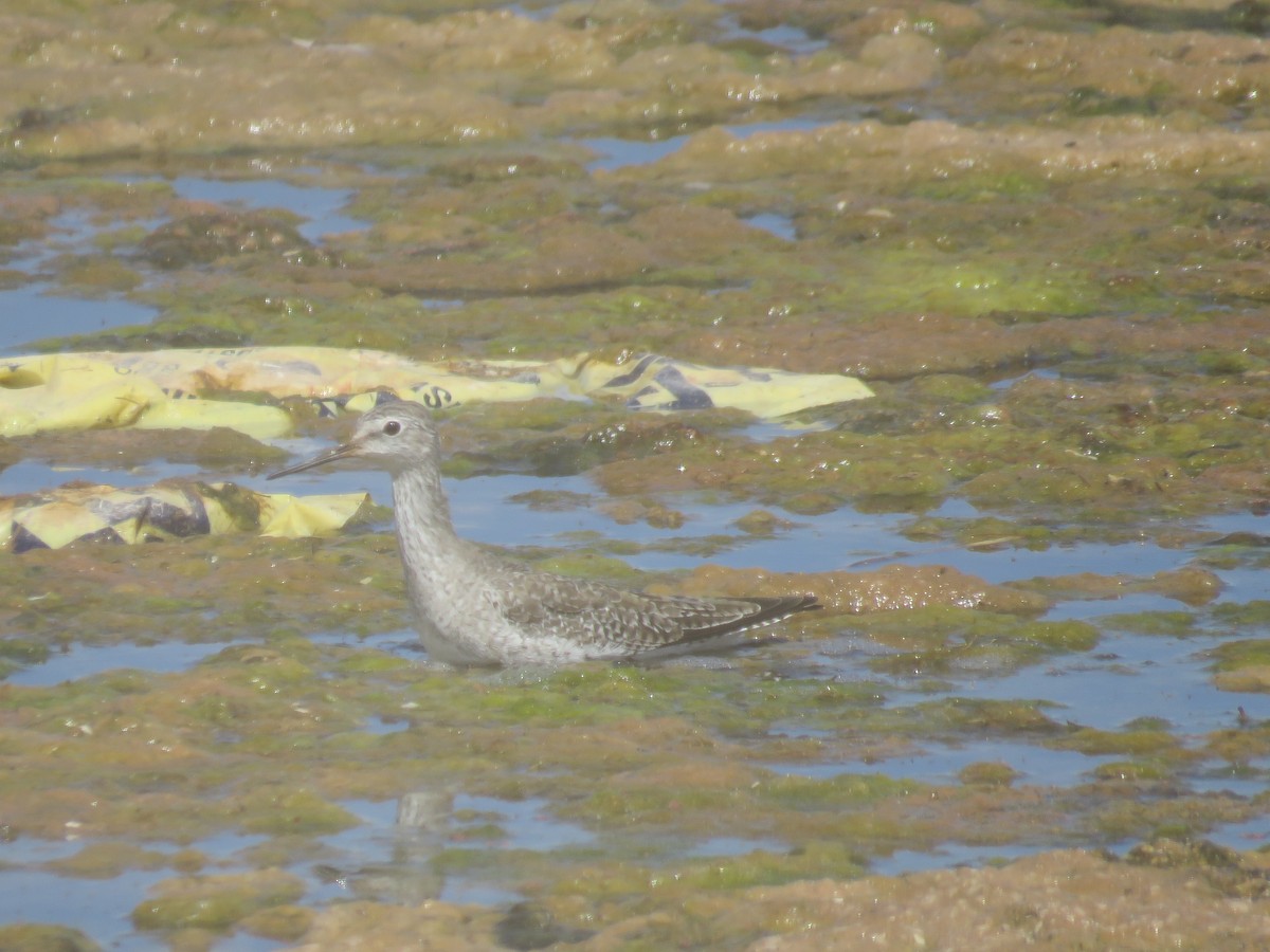 vodouš žlutonohý - ML647411003