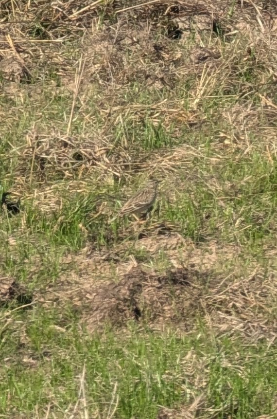 Sprague's Pipit - ML647411005