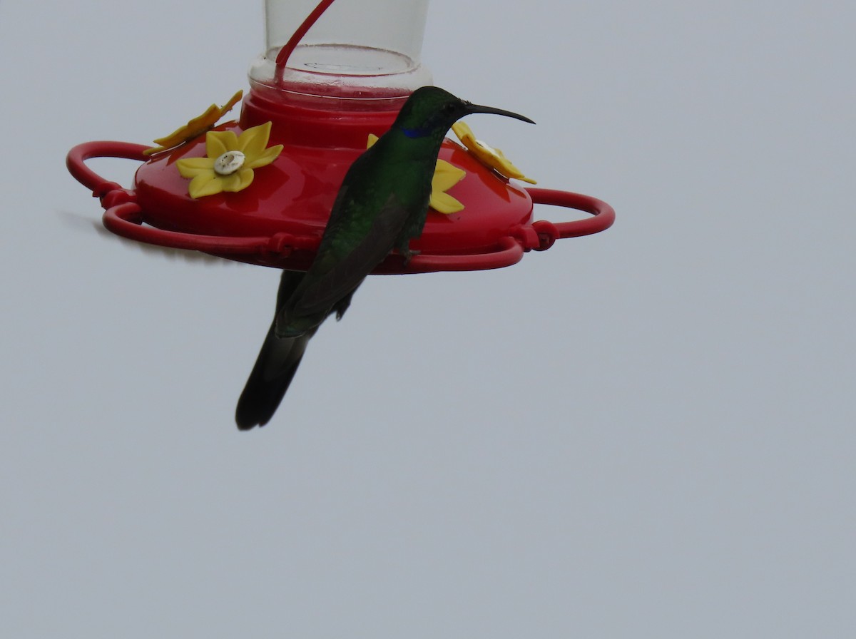 Glanz-Veilchenohrkolibri - ML647411007