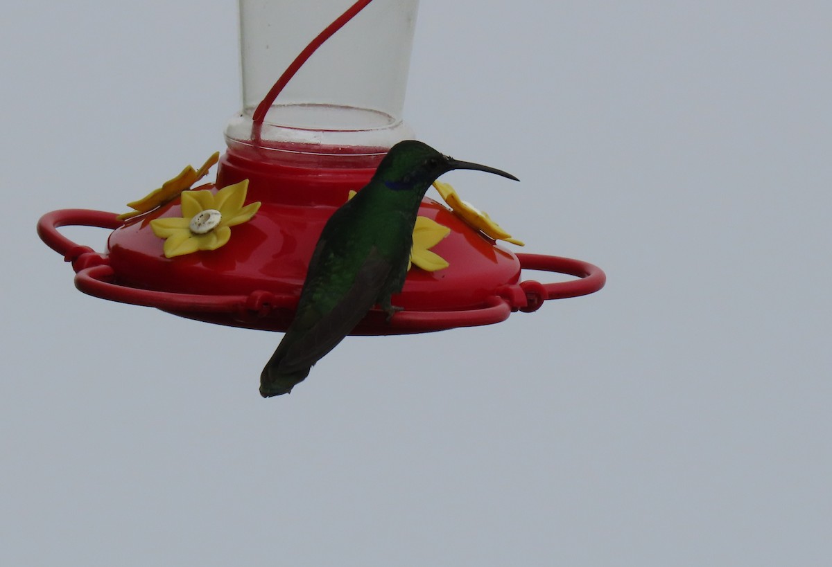 Glanz-Veilchenohrkolibri - ML647411008