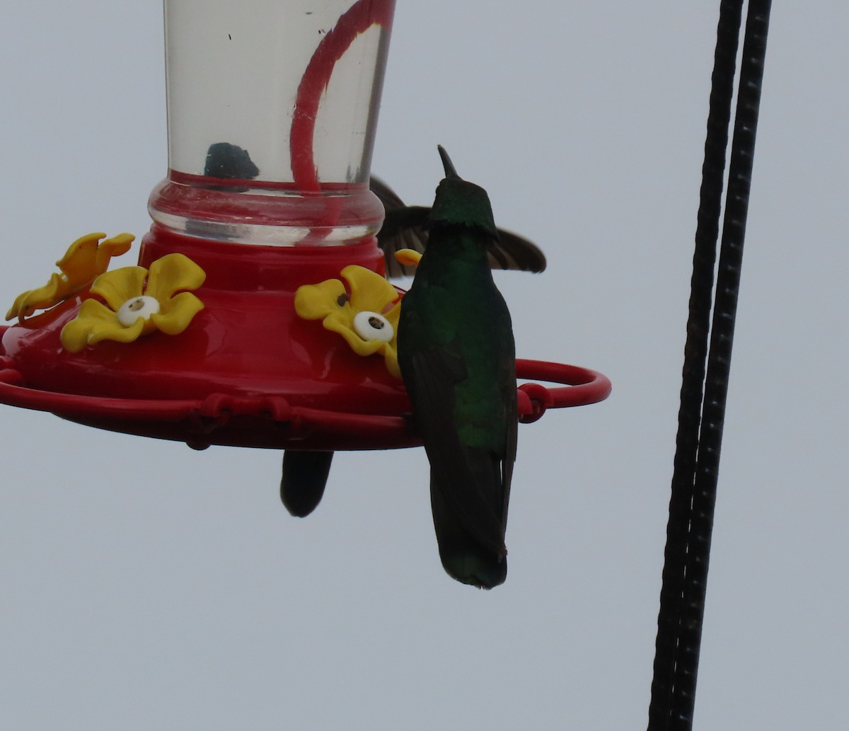 Glanz-Veilchenohrkolibri - ML647411009