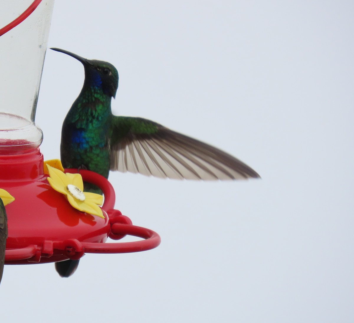 Glanz-Veilchenohrkolibri - ML647411010