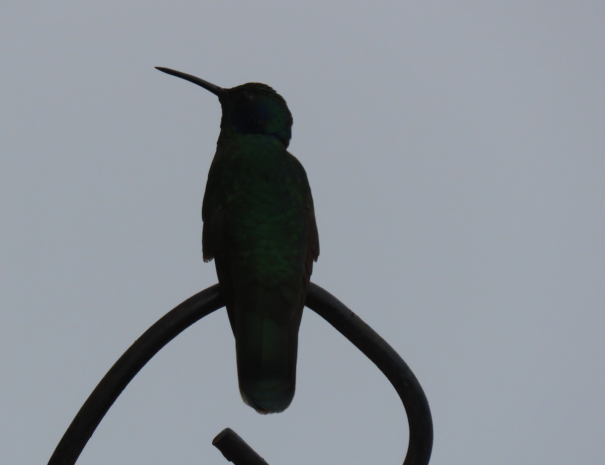 Glanz-Veilchenohrkolibri - ML647411014