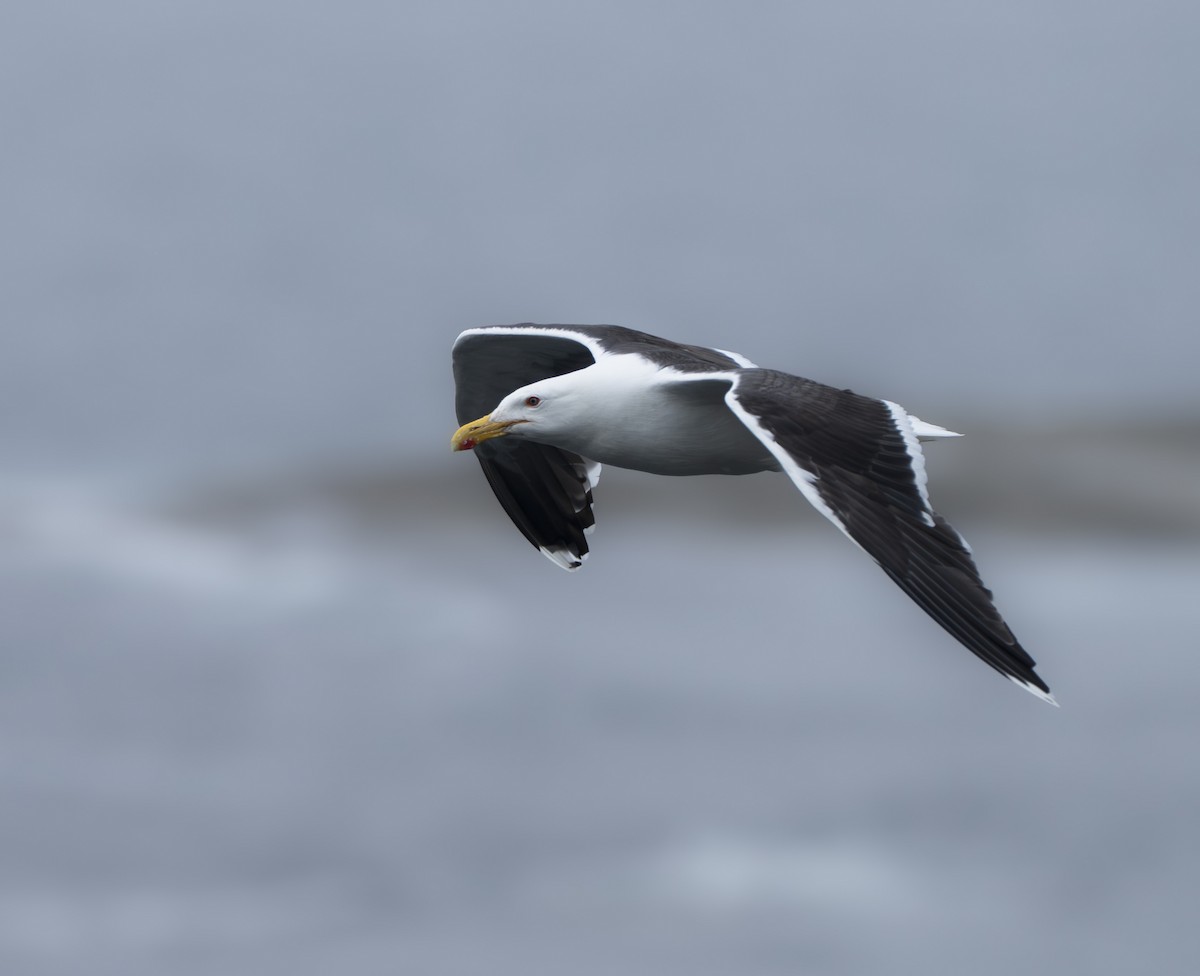 Great Black-backed Gull - ML647411023