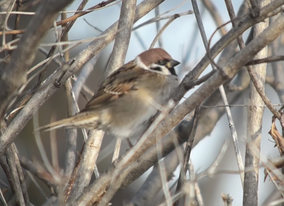 Gorrión Molinero - ML647411040
