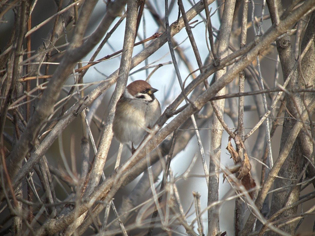 Gorrión Molinero - ML647411041