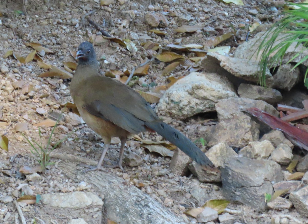 Чачалака рудогуза - ML647411046