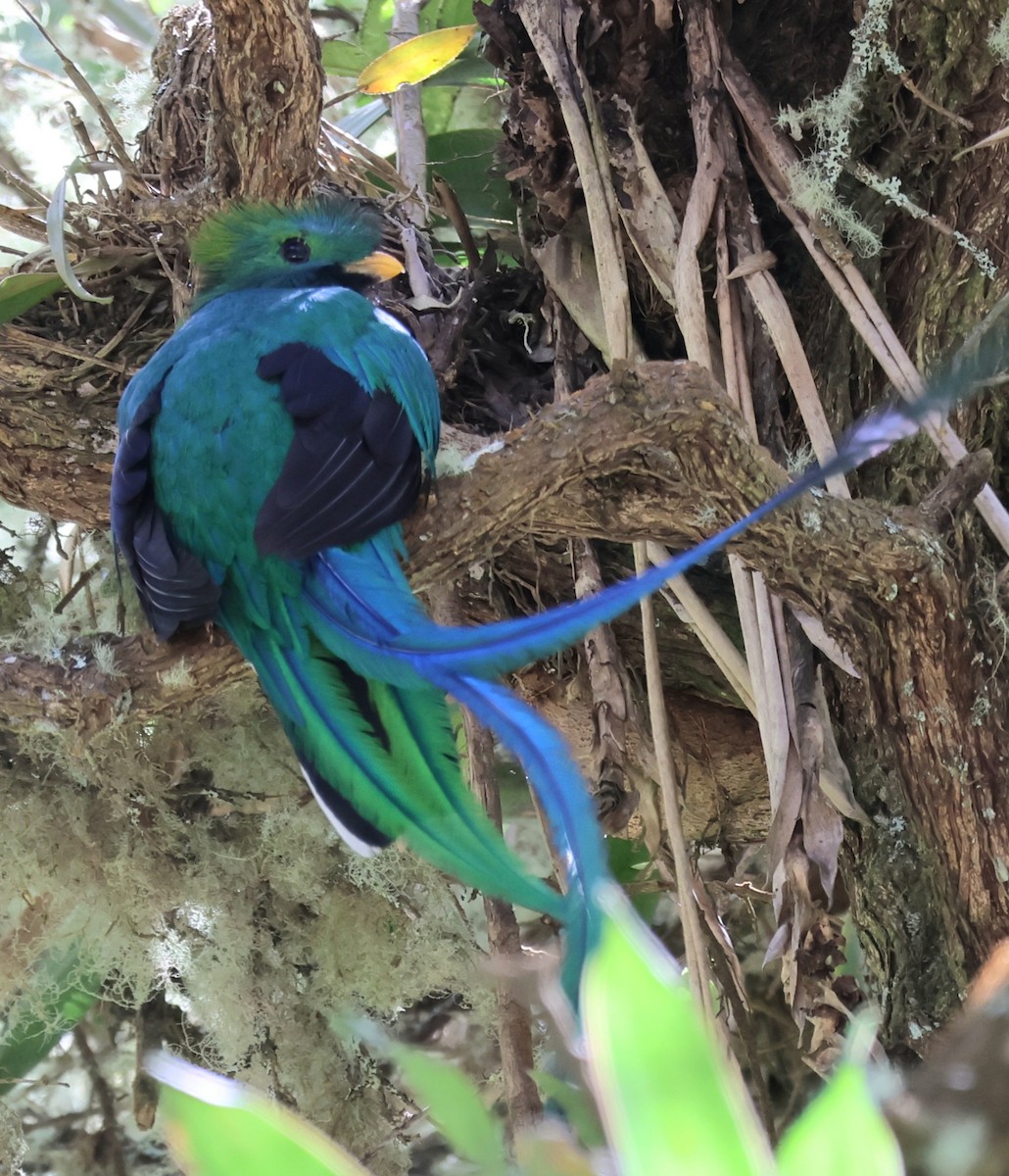 Кетцаль - ML647411050