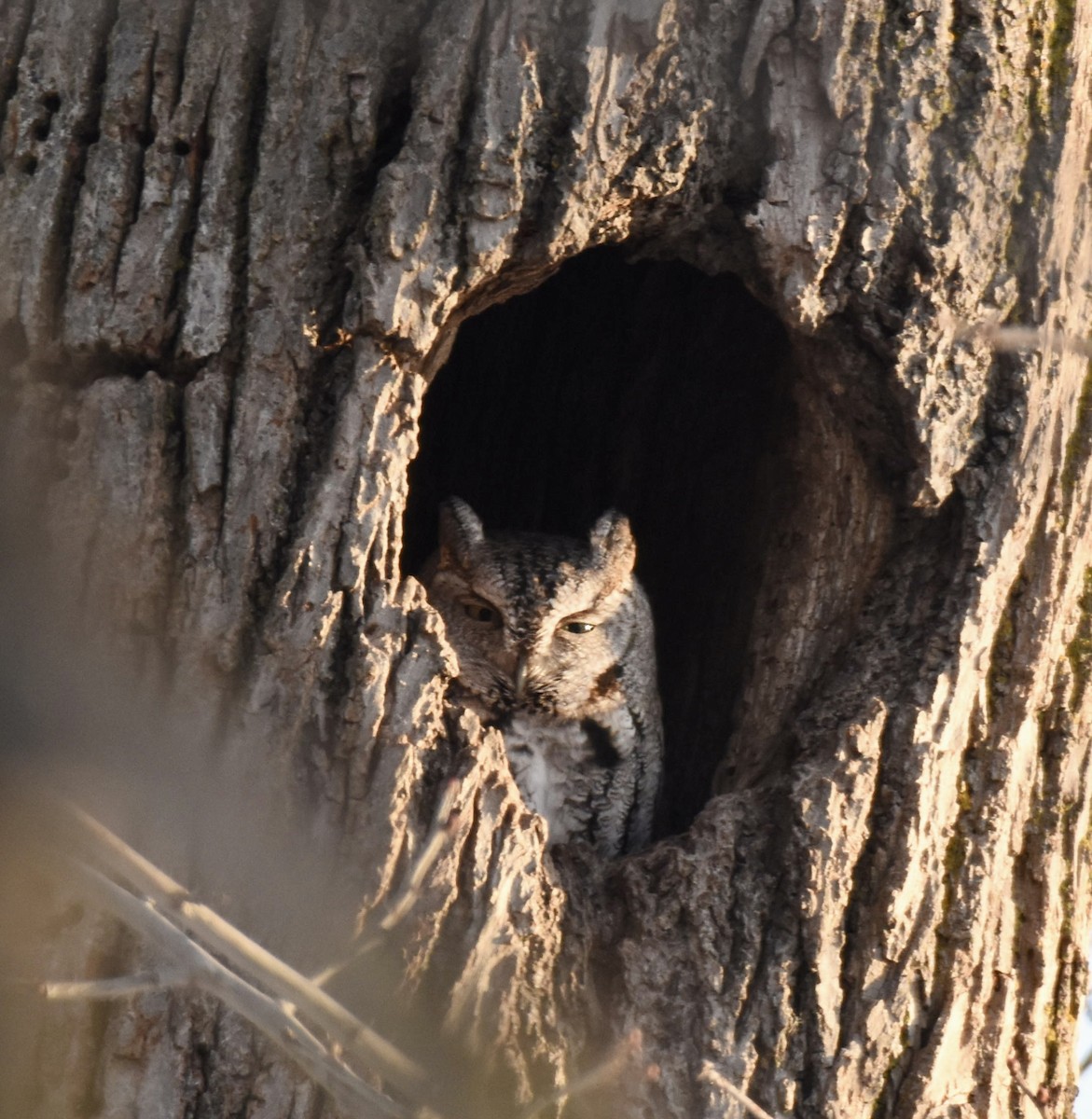 Eastern Screech-Owl - ML647411053