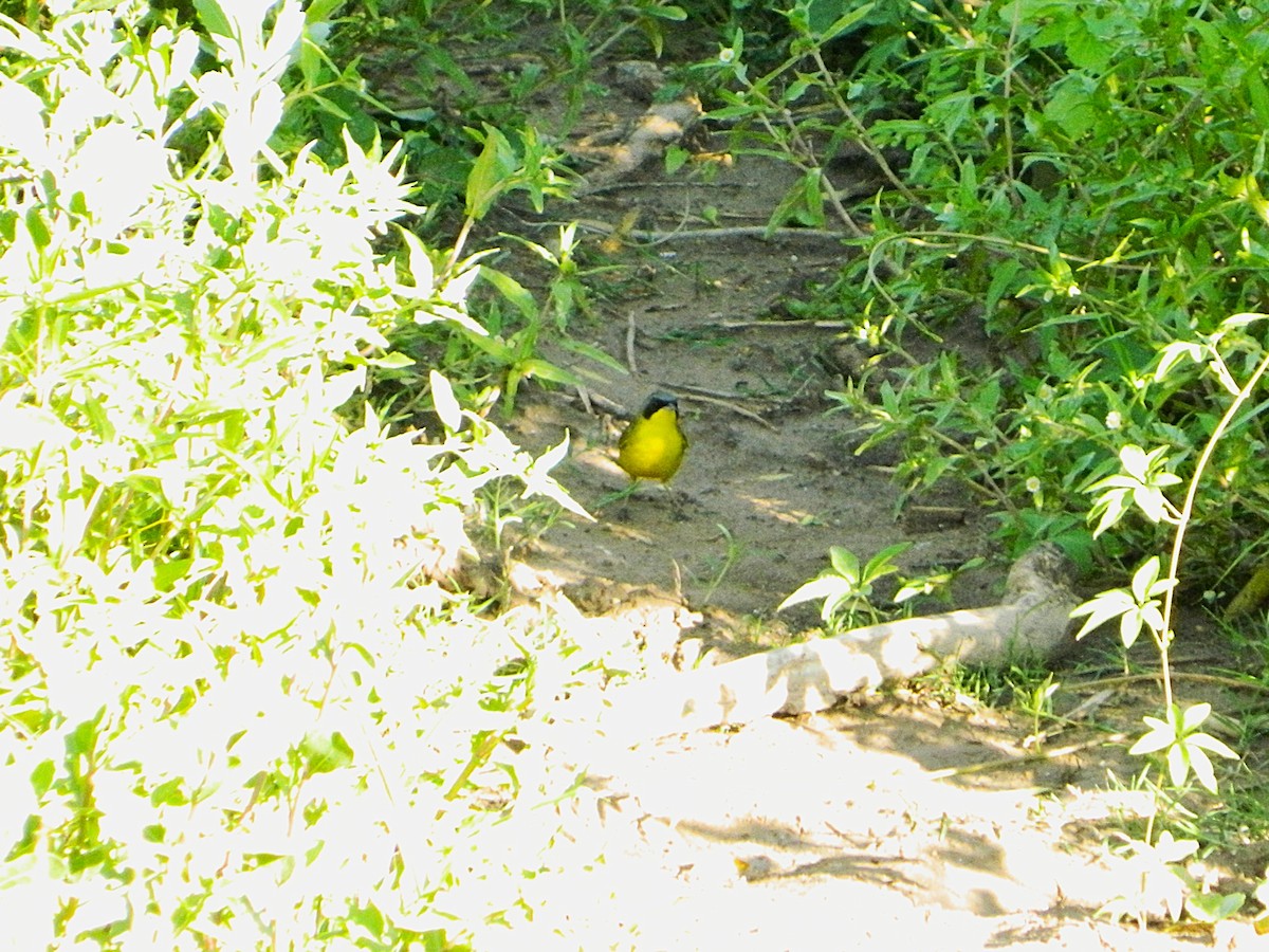 Southern Yellowthroat - ML647411074