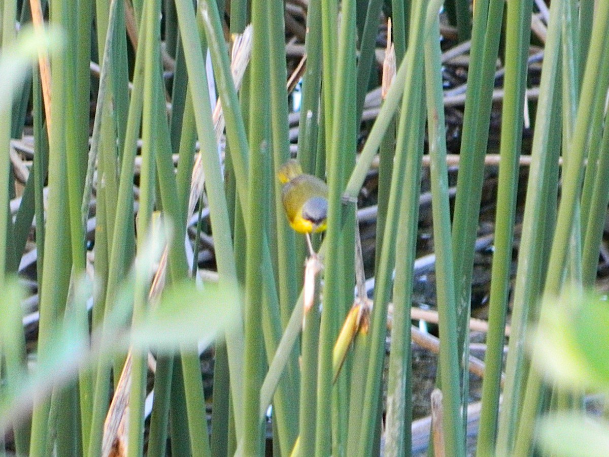Southern Yellowthroat - ML647411075