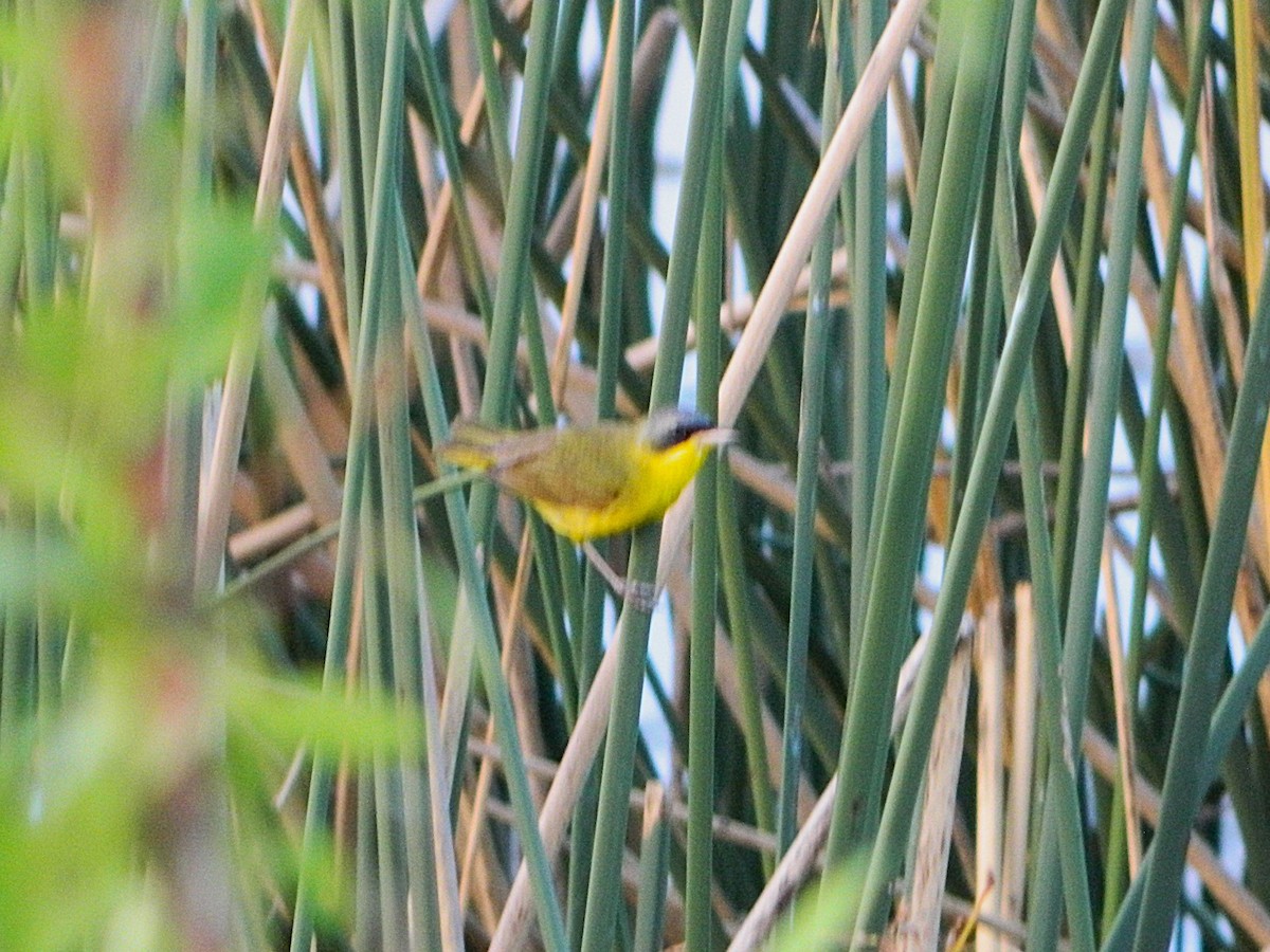 Southern Yellowthroat - ML647411076