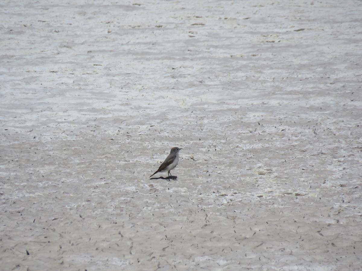 Rufous-naped Ground-Tyrant - ML647411077