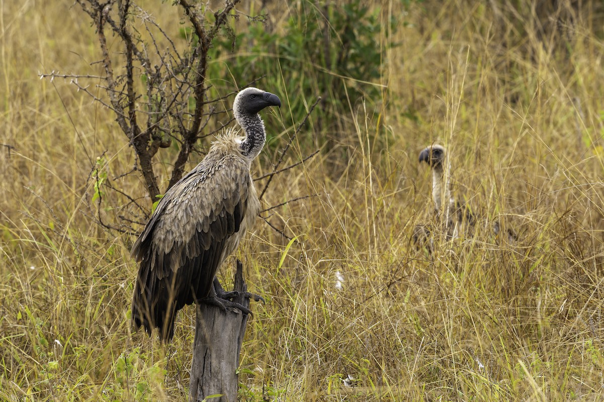 White-backed Vulture - ML647411082