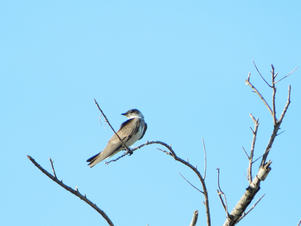 Brown-chested Martin - ML647411093