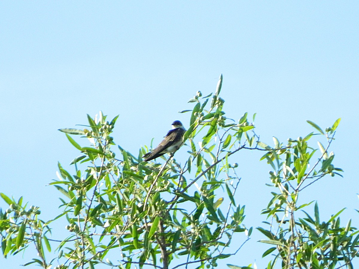 Brown-chested Martin - ML647411095